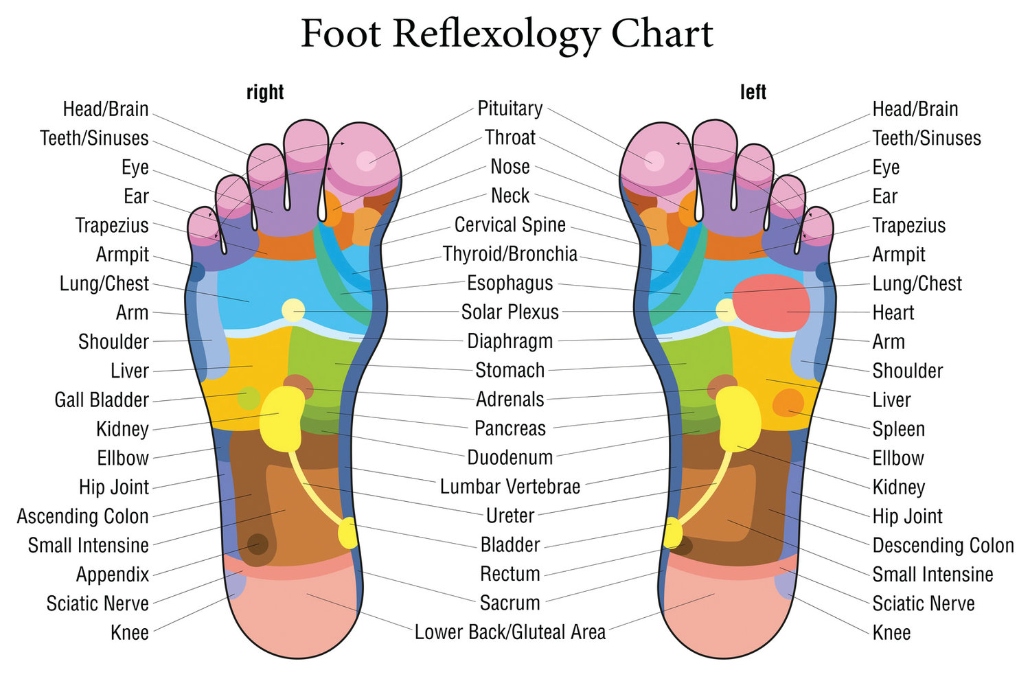 This diagram illustrates the complex nature of the human foot. Using a guide like this, reflexologists at Chen’s Reflexology on Reservoir Avenue in Cranston provide clients with relief from pain and anxiety by putting pressure on specific parts of their feet.